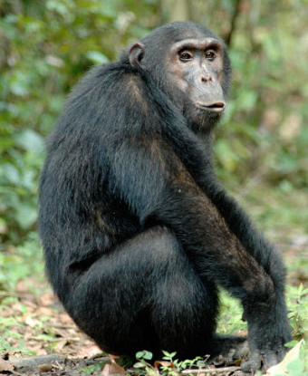 Chimp Eden Portrait